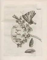 An illustration from Der Raupen wunderbare Verwandelung und sonderbare Blumen-Nahrung : worinnen durch eine gantz-neue Erfindung der Raupen, Würmer, Sommer-vögelein, Motten, Fliegen, und anderer dergleichen Thierlein Ursprung, Speisen und Veränderungen samt ihrer Zeit, Ort und Eigenschaften, den Naturkündigern, Kunstmahlern und Gartenliebhabern zu Dienst, fleissig untersucht, kürtzlich beschrieben, nach dem Leben abgemahlt ins Kupfer gestochen un selbst verlegt (1679)