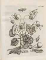 Picture 38 of 41 from Der Raupen wunderbare Verwandelung und sonderbare Blumen-Nahrung : worinnen durch eine gantz-neue Erfindung der Raupen, Würmer, Sommer-vögelein, Motten, Fliegen, und anderer dergleichen Thierlein Ursprung, Speisen und Veränderungen samt ihrer Zeit, Ort und Eigenschaften, den Naturkündigern, Kunstmahlern und Gartenliebhabern zu Dienst, fleissig untersucht, kürtzlich beschrieben, nach dem Leben abgemahlt ins Kupfer gestochen un selbst verlegt (1679), leaf 419