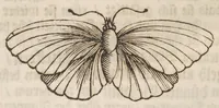 An illustration from Der Raupen wunderbare Verwandelung und sonderbare Blumen-Nahrung : worinnen durch eine gantz-neue Erfindung der Raupen, Würmer, Sommer-vögelein, Motten, Fliegen, und anderer dergleichen Thierlein Ursprung, Speisen und Veränderungen samt ihrer Zeit, Ort und Eigenschaften, den Naturkündigern, Kunstmahlern und Gartenliebhabern zu Dienst, fleissig untersucht, kürtzlich beschrieben, nach dem Leben abgemahlt ins Kupfer gestochen un selbst verlegt (1679)