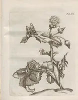 Picture 39 of 41 from Der Raupen wunderbare Verwandelung und sonderbare Blumen-Nahrung : worinnen durch eine gantz-neue Erfindung der Raupen, Würmer, Sommer-vögelein, Motten, Fliegen, und anderer dergleichen Thierlein Ursprung, Speisen und Veränderungen samt ihrer Zeit, Ort und Eigenschaften, den Naturkündigern, Kunstmahlern und Gartenliebhabern zu Dienst, fleissig untersucht, kürtzlich beschrieben, nach dem Leben abgemahlt ins Kupfer gestochen un selbst verlegt (1679), leaf 423