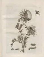 An illustration from Der Raupen wunderbare Verwandelung und sonderbare Blumen-Nahrung : worinnen durch eine gantz-neue Erfindung der Raupen, Würmer, Sommer-vögelein, Motten, Fliegen, und anderer dergleichen Thierlein Ursprung, Speisen und Veränderungen samt ihrer Zeit, Ort und Eigenschaften, den Naturkündigern, Kunstmahlern und Gartenliebhabern zu Dienst, fleissig untersucht, kürtzlich beschrieben, nach dem Leben abgemahlt ins Kupfer gestochen un selbst verlegt (1679)