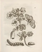 Picture 5 of 41 from Der Raupen wunderbare Verwandelung und sonderbare Blumen-Nahrung : worinnen durch eine gantz-neue Erfindung der Raupen, Würmer, Sommer-vögelein, Motten, Fliegen, und anderer dergleichen Thierlein Ursprung, Speisen und Veränderungen samt ihrer Zeit, Ort und Eigenschaften, den Naturkündigern, Kunstmahlern und Gartenliebhabern zu Dienst, fleissig untersucht, kürtzlich beschrieben, nach dem Leben abgemahlt ins Kupfer gestochen un selbst verlegt (1679), leaf 51