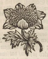 An illustration from Der Raupen wunderbare Verwandelung und sonderbare Blumen-Nahrung : worinnen durch eine gantz-neue Erfindung der Raupen, Würmer, Sommer-vögelein, Motten, Fliegen, und anderer dergleichen Thierlein Ursprung, Speisen und Veränderungen samt ihrer Zeit, Ort und Eigenschaften, den Naturkündigern, Kunstmahlern und Gartenliebhabern zu Dienst, fleissig untersucht, kürtzlich beschrieben, nach dem Leben abgemahlt ins Kupfer gestochen un selbst verlegt (1679)