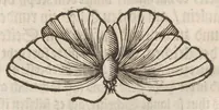 Picture 7 of 41 from Der Raupen wunderbare Verwandelung und sonderbare Blumen-Nahrung : worinnen durch eine gantz-neue Erfindung der Raupen, Würmer, Sommer-vögelein, Motten, Fliegen, und anderer dergleichen Thierlein Ursprung, Speisen und Veränderungen samt ihrer Zeit, Ort und Eigenschaften, den Naturkündigern, Kunstmahlern und Gartenliebhabern zu Dienst, fleissig untersucht, kürtzlich beschrieben, nach dem Leben abgemahlt ins Kupfer gestochen un selbst verlegt (1679), leaf 62