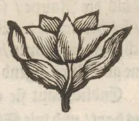 An illustration from Der Raupen wunderbare Verwandelung und sonderbare Blumen-Nahrung : worinnen durch eine gantz-neue Erfindung der Raupen, Würmer, Sommer-vögelein, Motten, Fliegen, und anderer dergleichen Thierlein Ursprung, Speisen und Veränderungen samt ihrer Zeit, Ort und Eigenschaften, den Naturkündigern, Kunstmahlern und Gartenliebhabern zu Dienst, fleissig untersucht, kürtzlich beschrieben, nach dem Leben abgemahlt ins Kupfer gestochen un selbst verlegt (1679)