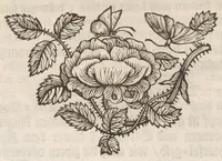An illustration from Der Raupen wunderbare Verwandelung und sonderbare Blumen-Nahrung : worinnen durch eine gantz-neue Erfindung der Raupen, Würmer, Sommer-vögelein, Motten, Fliegen, und anderer dergleichen Thierlein Ursprung, Speisen und Veränderungen samt ihrer Zeit, Ort und Eigenschaften, den Naturkündigern, Kunstmahlern und Gartenliebhabern zu Dienst, fleissig untersucht, kürtzlich beschrieben, nach dem Leben abgemahlt ins Kupfer gestochen un selbst verlegt (1679)