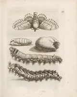 An illustration from Der Raupen wunderbare Verwandelung und sonderbare Blumen-Nahrung : worinnen durch eine gantz-neue Erfindung der Raupen, Würmer, Sommer-vögelein, Motten, Fliegen, und anderer dergleichen Thierlein Ursprung, Speisen und Veränderungen samt ihrer Zeit, Ort und Eigenschaften, den Naturkündigern, Kunstmahlern und Gartenliebhabern zu Dienst, fleissig untersucht, kürtzlich beschrieben, nach dem Leben abgemahlt ins Kupfer gestochen un selbst verlegt (1679)