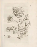 Picture 11 of 41 from Der Raupen wunderbare Verwandelung und sonderbare Blumen-Nahrung : worinnen durch eine gantz-neue Erfindung der Raupen, Würmer, Sommer-vögelein, Motten, Fliegen, und anderer dergleichen Thierlein Ursprung, Speisen und Veränderungen samt ihrer Zeit, Ort und Eigenschaften, den Naturkündigern, Kunstmahlern und Gartenliebhabern zu Dienst, fleissig untersucht, kürtzlich beschrieben, nach dem Leben abgemahlt ins Kupfer gestochen un selbst verlegt (1679), leaf 87