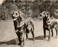 Picture 18 of 19 from Raymond, or Life and death : with examples of the evidence for survival of memory and affection after death (1916), leaf 318