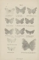 An illustration from Nowe odmiany motyli większych (Macrolepidoptera) (1923)