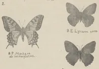 An illustration from Nowe odmiany motyli większych (Macrolepidoptera) (1923)
