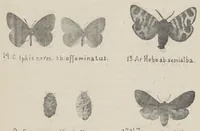 An illustration from Nowe odmiany motyli większych (Macrolepidoptera) (1923)