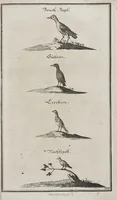An illustration from Der vollkommene teutsche Jäger : Darinnen Die Erde, Gebürge, Kräuter und Bäume, Wälder, Eigenschaft der wilden Thiere und Vogel, So wohl Historice, als Physice, und Anatomice: Dann auch die behörigen Groß- und kleinen Hunde, und der völlige J... (1719)