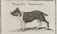 An illustration from Der vollkommene teutsche Jäger : Darinnen Die Erde, Gebürge, Kräuter und Bäume, Wälder, Eigenschaft der wilden Thiere und Vogel, So wohl Historice, als Physice, und Anatomice: Dann auch die behörigen Groß- und kleinen Hunde, und der völlige J... (1719)