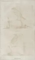 Picture 6 of 6 from Der vollkommene teutsche Jäger : Darinnen Die Erde, Gebürge, Kräuter und Bäume, Wälder, Eigenschaft der wilden Thiere und Vogel, So wohl Historice, als Physice, und Anatomice: Dann auch die behörigen Groß- und kleinen Hunde, und der völlige J... (1719), leaf 473