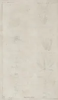 An illustration from Der vollkommene teutsche Jäger : Darinnen Die Erde, Gebürge, Kräuter und Bäume, Wälder, Eigenschaft der wilden Thiere und Vogel, So wohl Historice, als Physice, und Anatomice: Dann auch die behörigen Groß- und kleinen Hunde, und der völlige J... (1719)