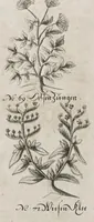 An illustration from Der vollkommene teutsche Jäger : Darinnen Die Erde, Gebürge, Kräuter und Bäume, Wälder, Eigenschaft der wilden Thiere und Vogel, So wohl Historice, als Physice, und Anatomice: Dann auch die behörigen Groß- und kleinen Hunde, und der völlige J... (1719)