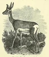 An illustration from Darwinism: an exposition of the theory of natural selection (1905)