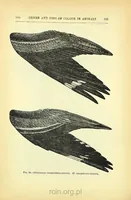 Picture 4 of 12 from Darwinism: an exposition of the theory of natural selection (1905), leaf 250