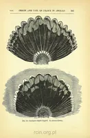 Picture 5 of 12 from Darwinism: an exposition of the theory of natural selection (1905), leaf 252