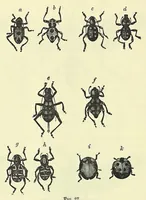An illustration from Darwinism: an exposition of the theory of natural selection (1905)