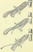 An illustration from Darwinism: an exposition of the theory of natural selection (1905)