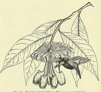 An illustration from Darwinism: an exposition of the theory of natural selection (1905)