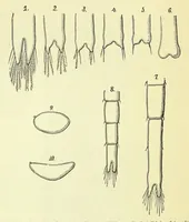 An illustration from Darwinism: an exposition of the theory of natural selection (1905)