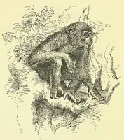 An illustration from Darwinism: an exposition of the theory of natural selection (1905)