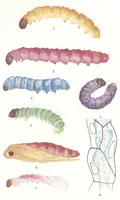 An illustration from Experimentelle Untersuchungen über vitale Färbung der Mikrolepidopterenraupen = Doświadczenia nad barwieniem żywych gąsienic drobnych motyli (1910)