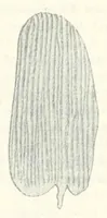 An illustration from O nowej aberacyi Colias hyale L. = Über eine neue Aberration von Colias hyale L. (1913)