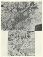 An illustration from The Supposed Effects of the Color Tone of the Background Upon the Coat Color of Mammals (1924)