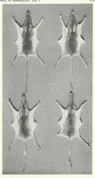 Picture 6 of 8 from The Supposed Effects of the Color Tone of the Background Upon the Coat Color of Mammals (1924), leaf 44