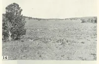 An illustration from The Supposed Effects of the Color Tone of the Background Upon the Coat Color of Mammals (1924)