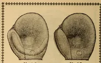 An illustration from The Reach official American League base ball guide (1883)