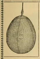 An illustration from The Reach official American League base ball guide (1883)