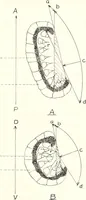 An illustration from Reactions to light in Planaria maculata with special reference to the function and structure of the eyes (1918)