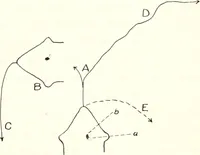 An illustration from Reactions to light in Planaria maculata with special reference to the function and structure of the eyes (1918)