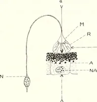 An illustration from Reactions to light in Planaria maculata with special reference to the function and structure of the eyes (1918)
