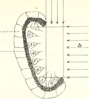 An illustration from Reactions to light in Planaria maculata with special reference to the function and structure of the eyes (1918)