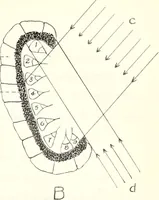 An illustration from Reactions to light in Planaria maculata with special reference to the function and structure of the eyes (1918)