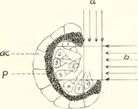 An illustration from Reactions to light in Planaria maculata with special reference to the function and structure of the eyes (1918)