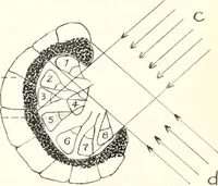 An illustration from Reactions to light in Planaria maculata with special reference to the function and structure of the eyes (1918)