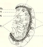 An illustration from Reactions to light in Planaria maculata with special reference to the function and structure of the eyes (1918)
