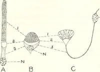 An illustration from Reactions to light in Planaria maculata with special reference to the function and structure of the eyes (1918)