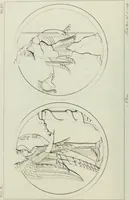 An illustration from Real Museo borbonico (1824)