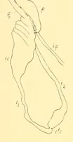 An illustration from Recherches d'anatomie et de physiologie comparées sur le tube digestif des Homoptères supérieurs (1912)