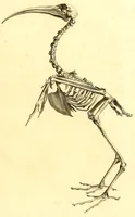 An illustration from Recherches sur les ossemens fossiles de quadrupèdes : où l'on rétablit les caractères de plusieurs espèces d'animaux que les révolutions du globe paroissent avoir détruites (1812)