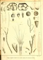 An illustration from Recherches sur les ossemens fossiles de quadrupèdes : où l'on rétablit les caractères de plusieurs espèces d'animaux que les révolutions du globe paroissent avoir détruites (1812)
