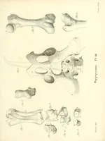 An illustration from Recherches sur les ossemens fossiles de quadrupèdes : où l'on rétablit les caractères de plusieurs espèces d'animaux que les révolutions du globe paroissent avoir détruites (1812)